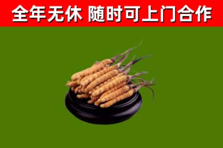 富顺县回收散虫草