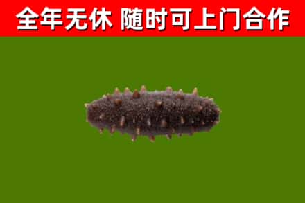 富顺县回收海参干